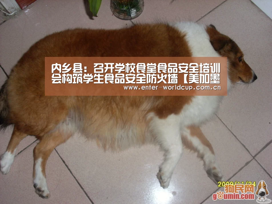 实时比分